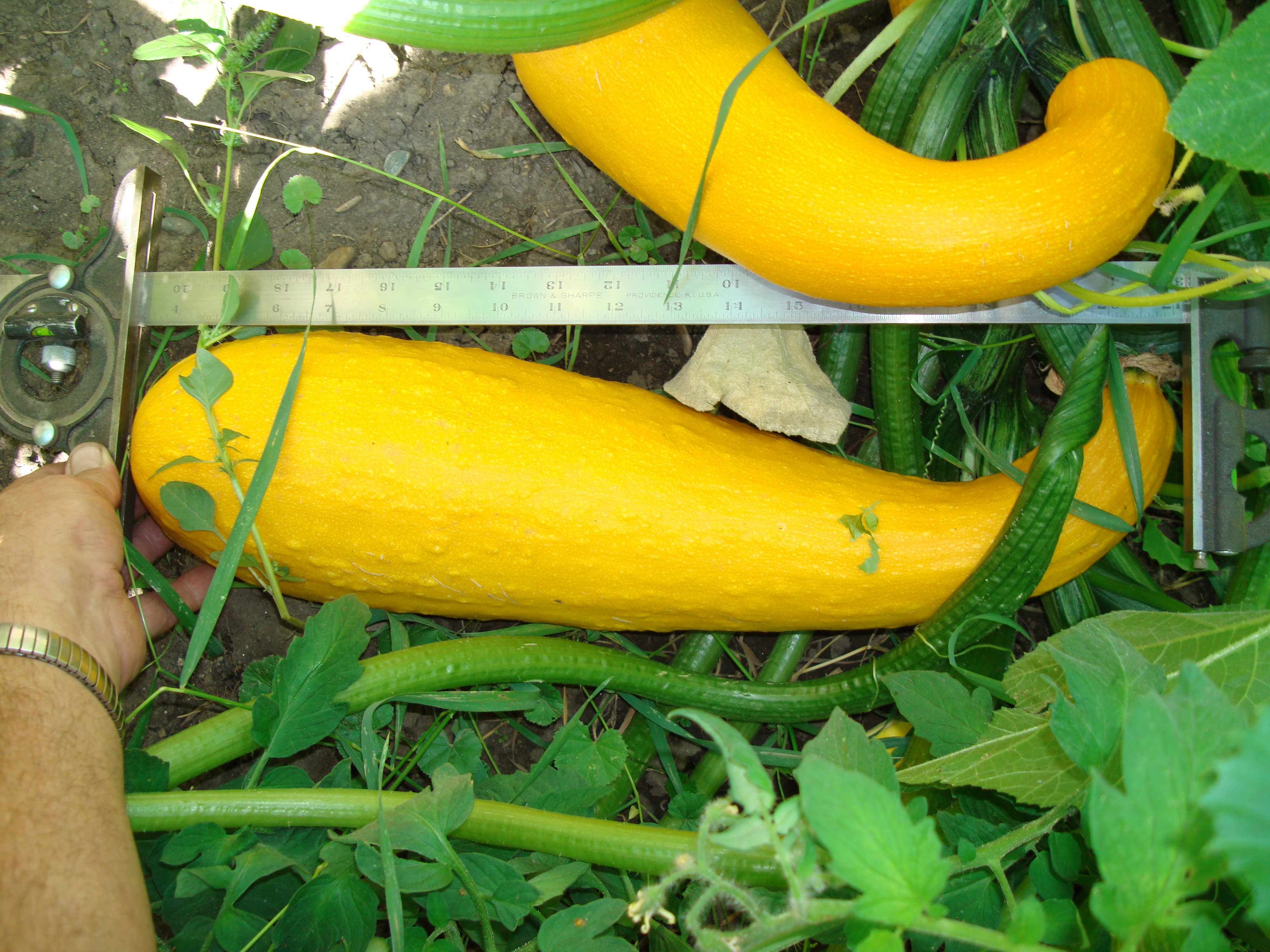 WebQuest Organisms And Their Environment The Squash Plant And Its 