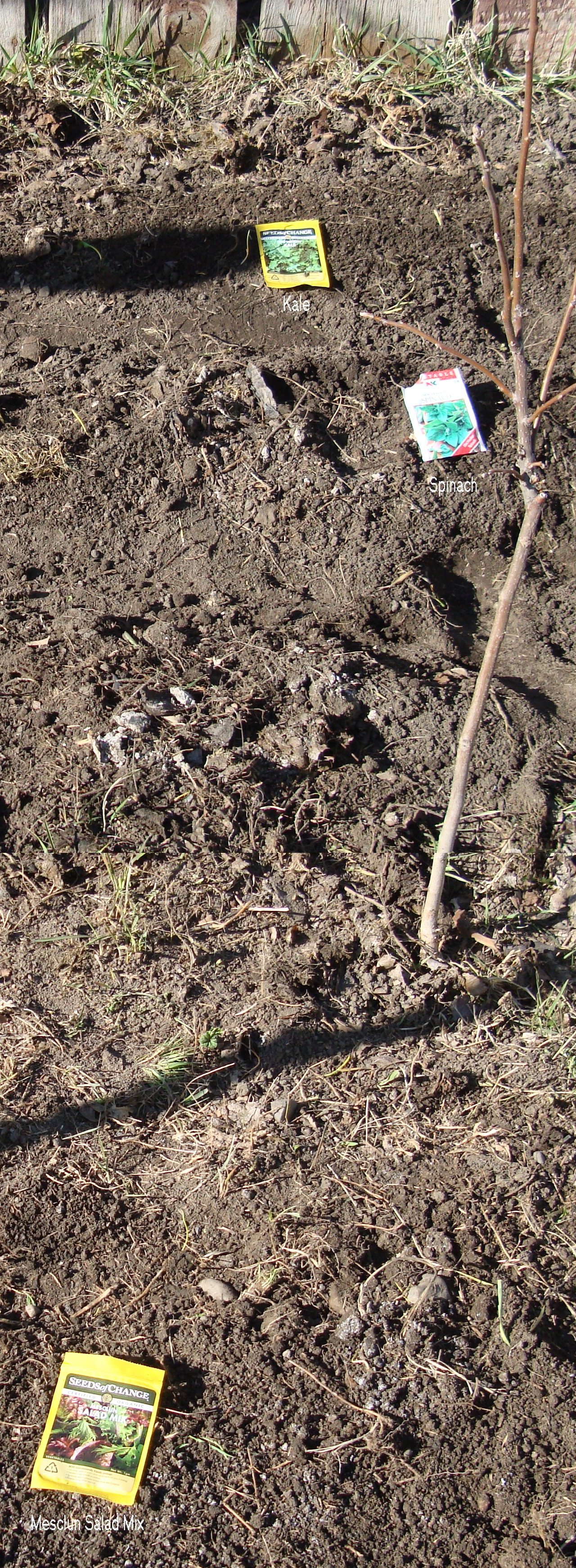 Planting Kale