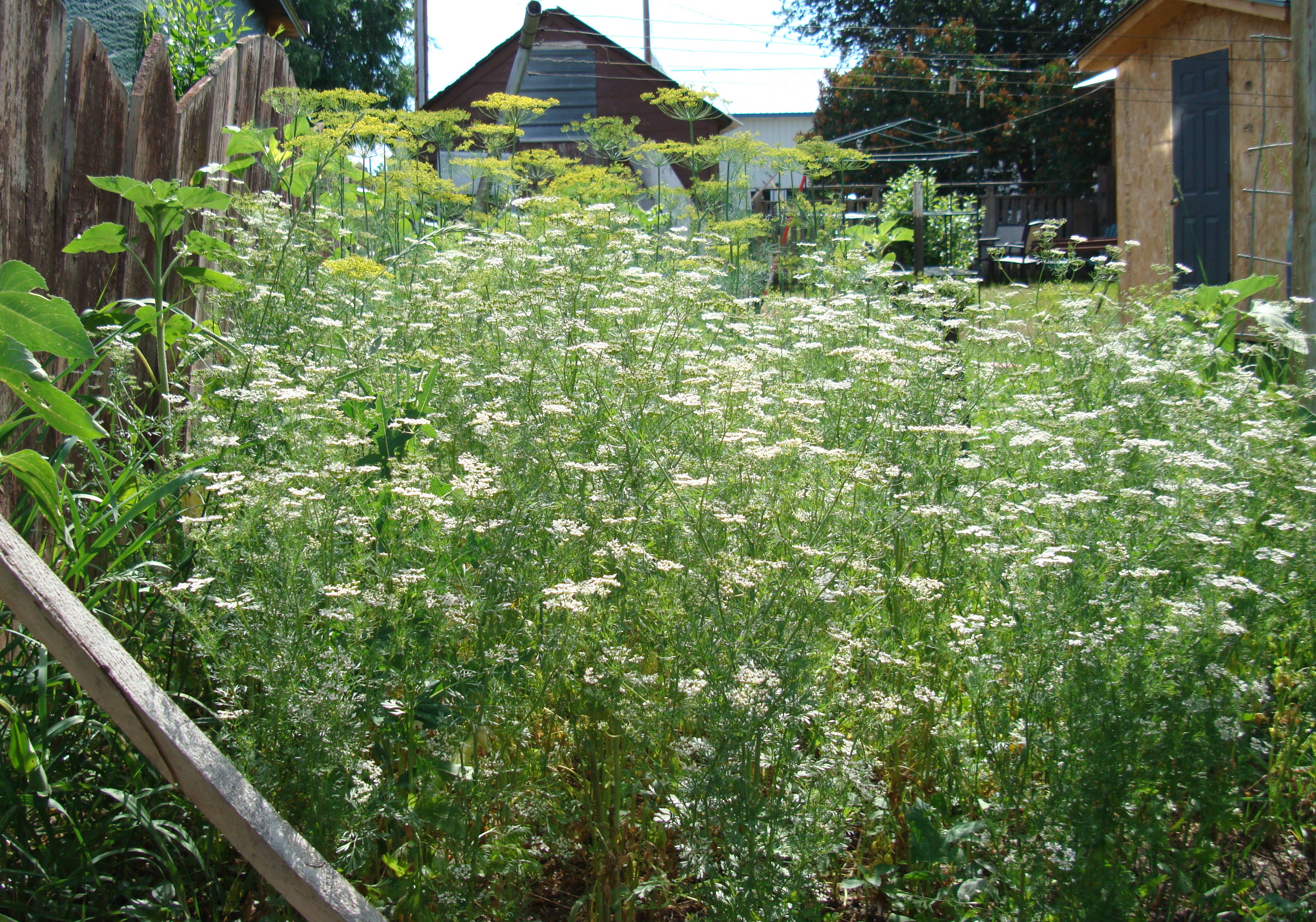 Growing Dill